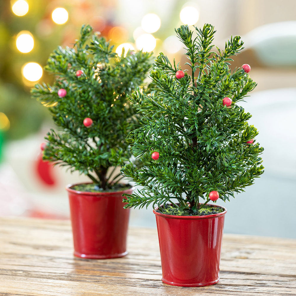 Mini Spruce Tree in Red Bucket by Park Hill