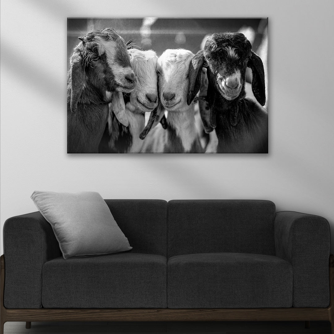 Black And White Baby Goats Canvas Wall Art