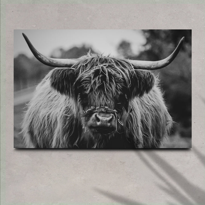 Highland Cow Rustic Gray Canvas Wall Art