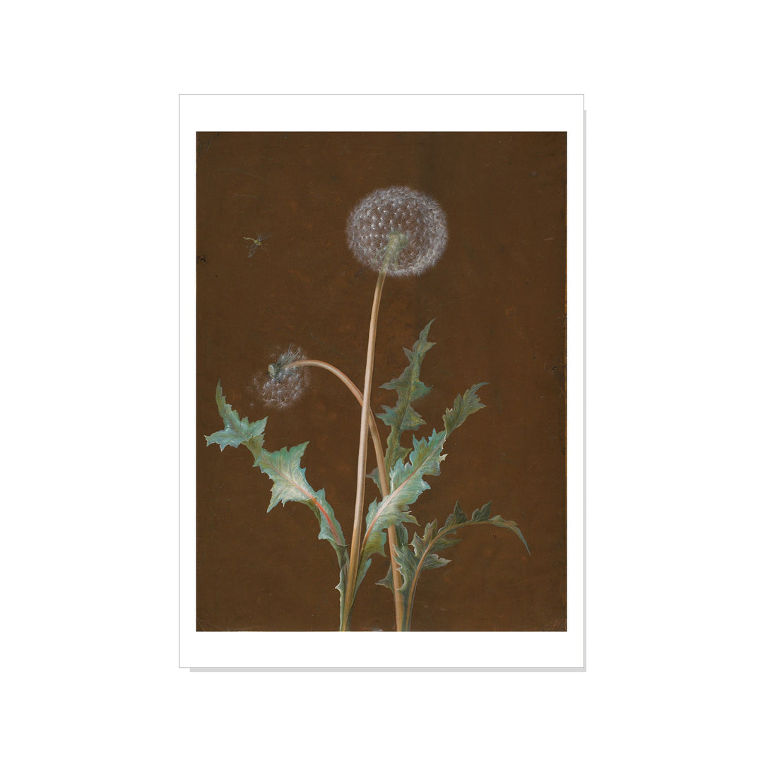 Dietzsch - Dandelion - Postcard