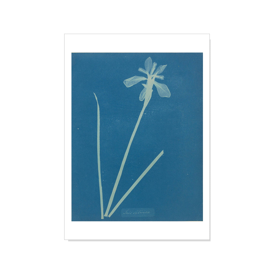 Atkins - Iris Sibirica - Postcard