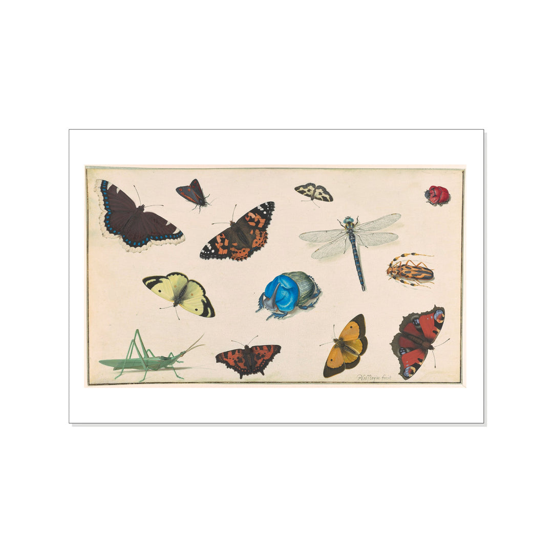 Holsteyn II - Sheet of Studies of a Dragonfly, Grasshopper, Butterflies, Moths, and Beetles - Postcard