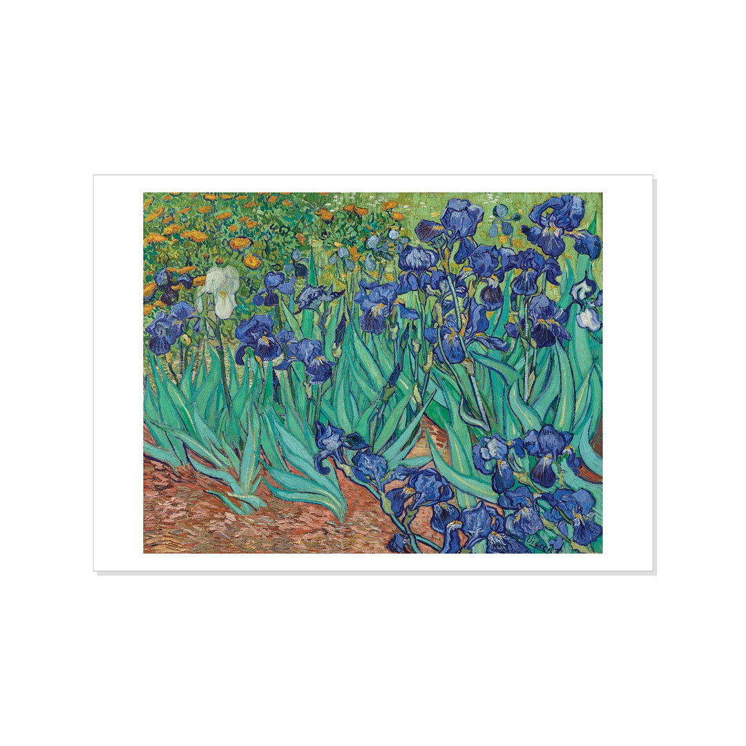 Postcard - Vincent van Gogh's Irises