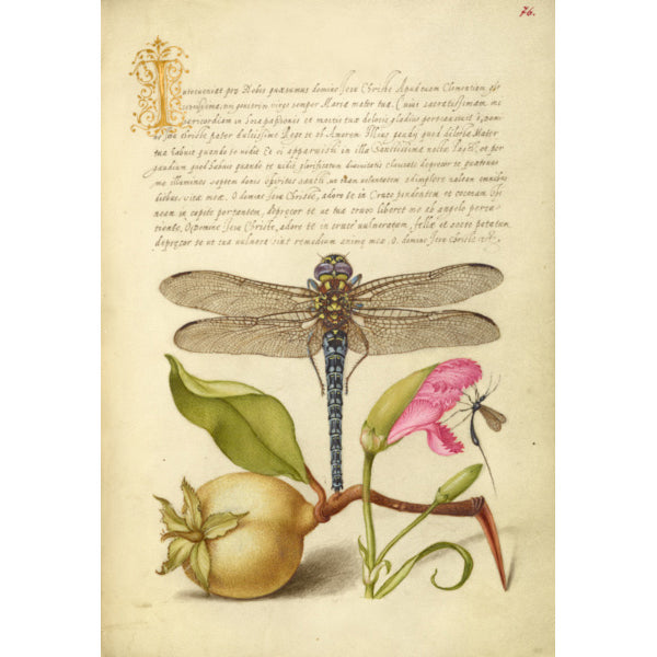 Joris Hoefnagel Magnet