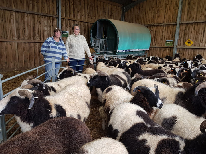 Felting Kit - Jacob Sheep Needle Felt Kit