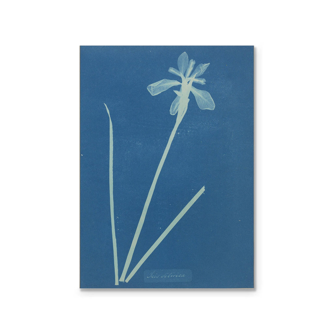 Magnet - Atkins Iris Sibirica
