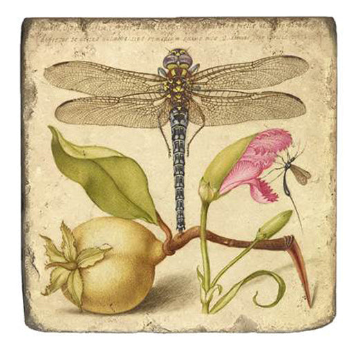 Joris Hoefnagel Magnet