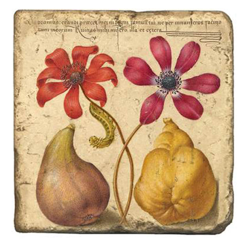 Joris Hoefnagel Magnet