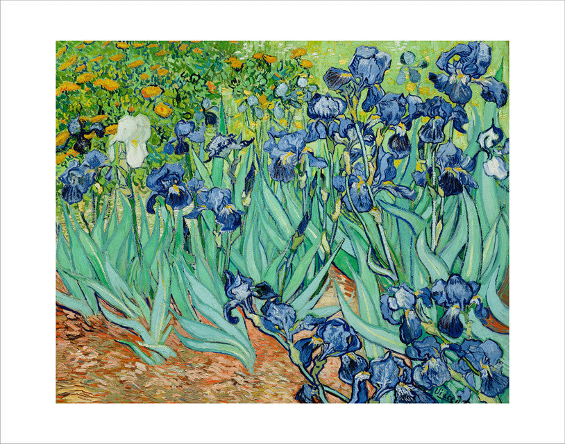 Van Gogh Irises 11" x 14" Print
