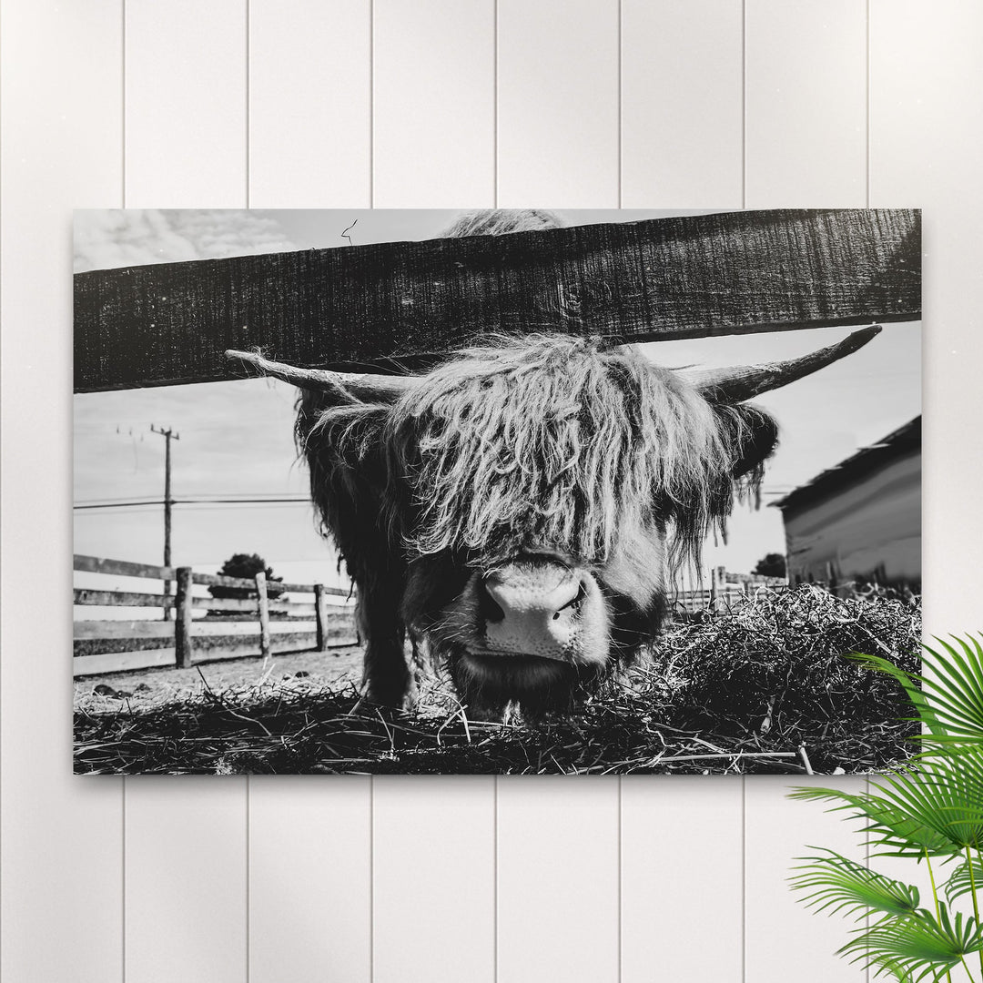 Curious Highland Cattle Monochrome Canvas Wall Art