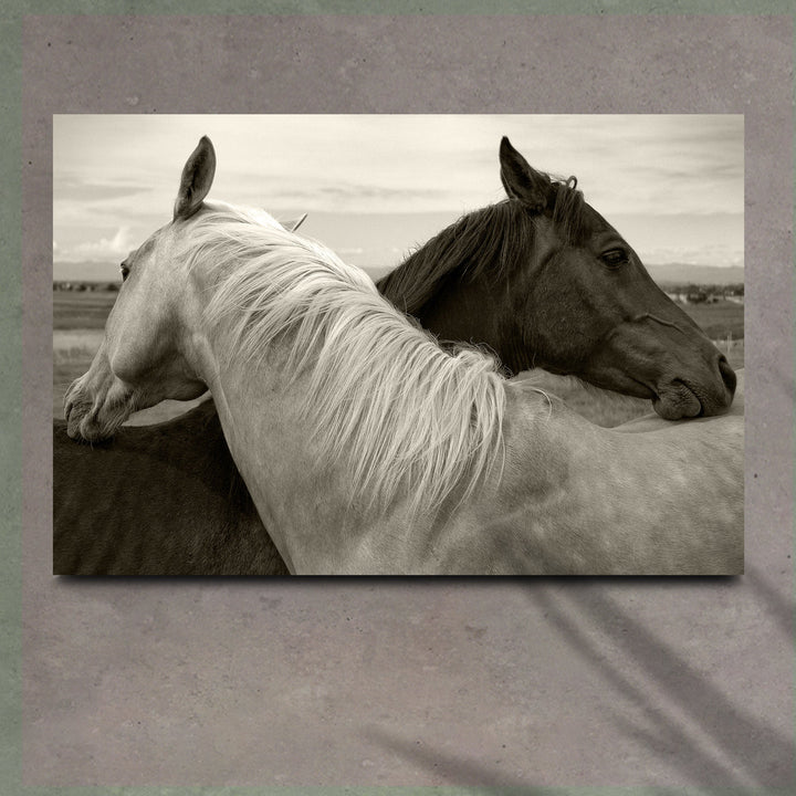 Monochrome Couple Horse Canvas Wall Art