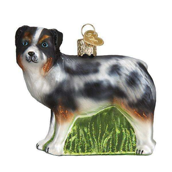 Australian Shepherd