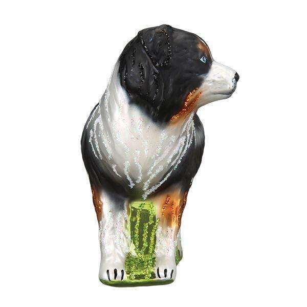 Australian Shepherd