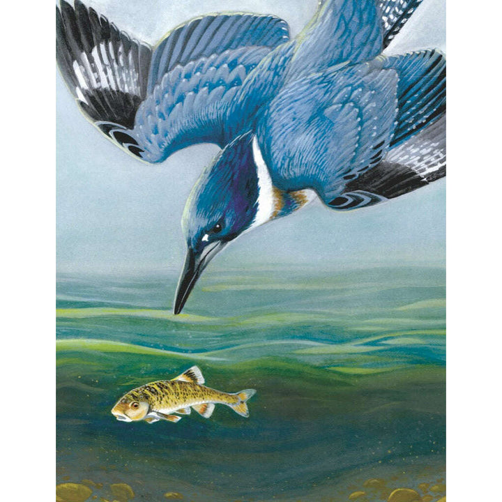 Belted Kingfisher Mini