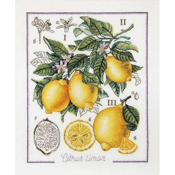 Botanical Battle - Lemon  Counted cross stitch kit 1260A