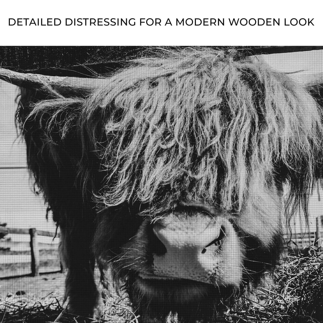 Curious Highland Cattle Monochrome Canvas Wall Art