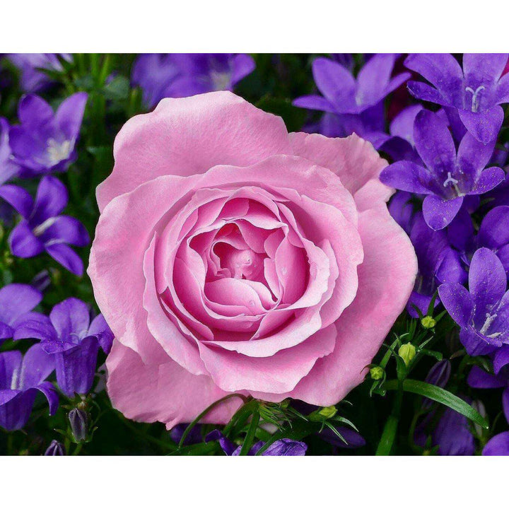 Garden Rose CS2308 19.7 x 15.8 inches Crafting Spark Diamond Painting Kit