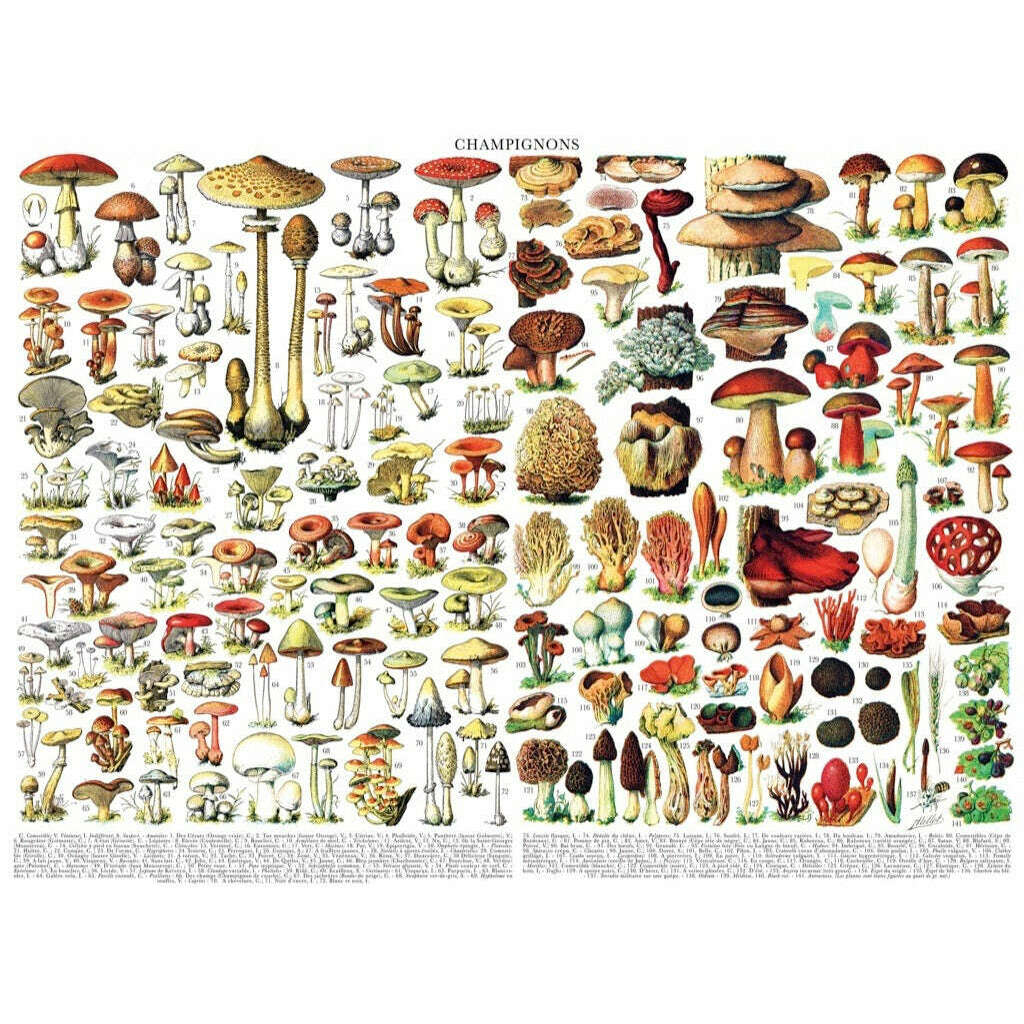 Mushrooms ~ Champignons Jigsaw Puzzle