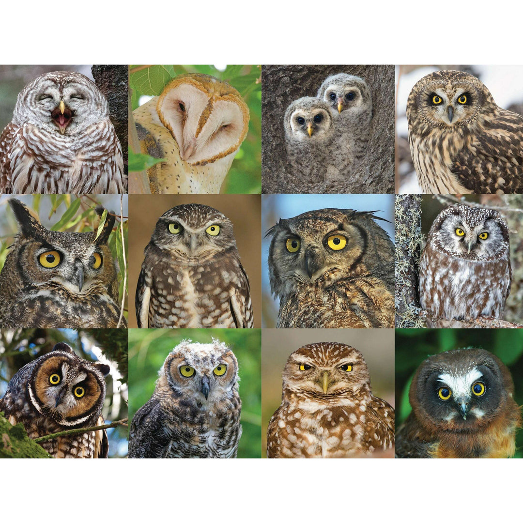 Owls and Owlets Jigsaw Puzzle