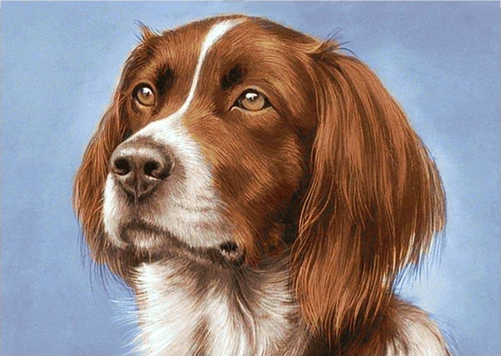 Setter WD181 14.9 x 10.6 inches Wizardi Diamond Painting Kit