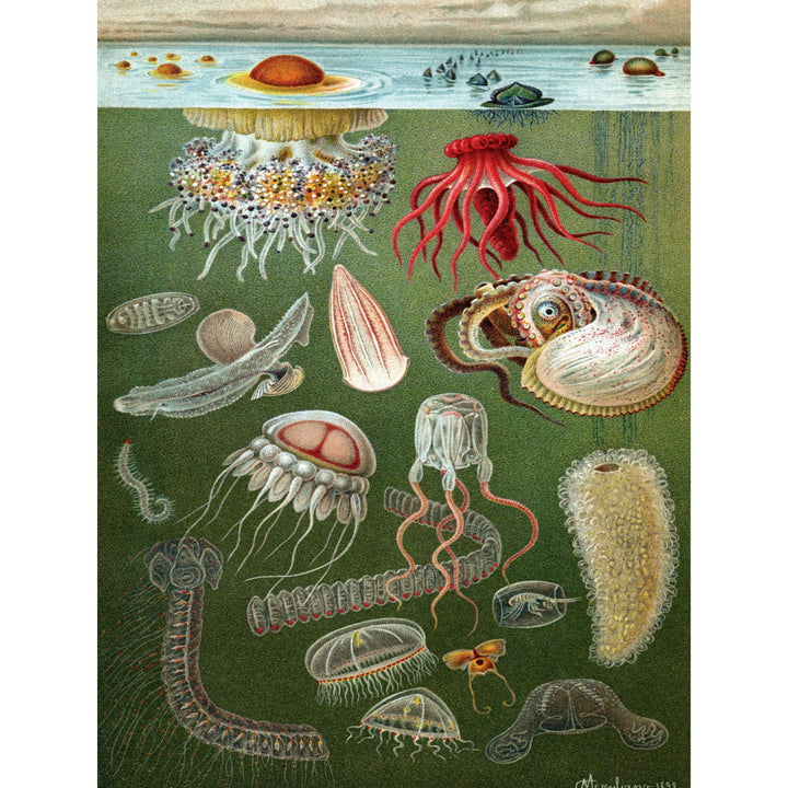 Under the Sea Jigsaw Puzzle
